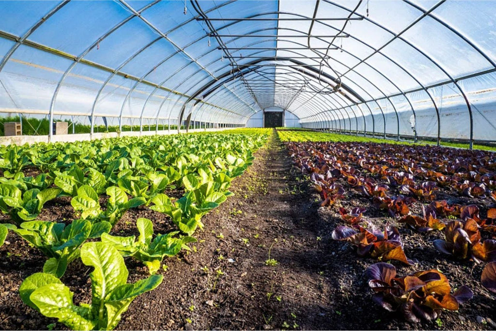 Going Green with Greenhouses: Are They Truly Eco-Friendly?