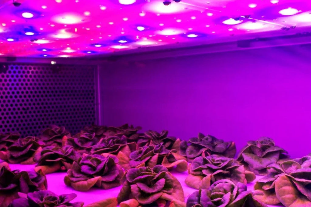 Are Grow Lights Bad for Humans? Safety Risks and Simple Precautions  Epic  Agriculture