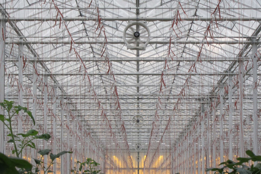 Do Greenhouses Need Ventilation? A Complete Guide for Gardeners