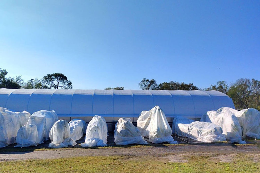 The Role of Greenhouses in Winter Gardening Success