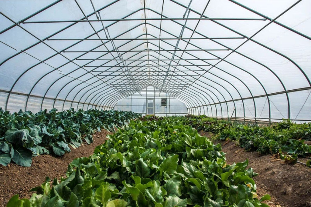 Understanding How Greenhouses Help Plants Grow