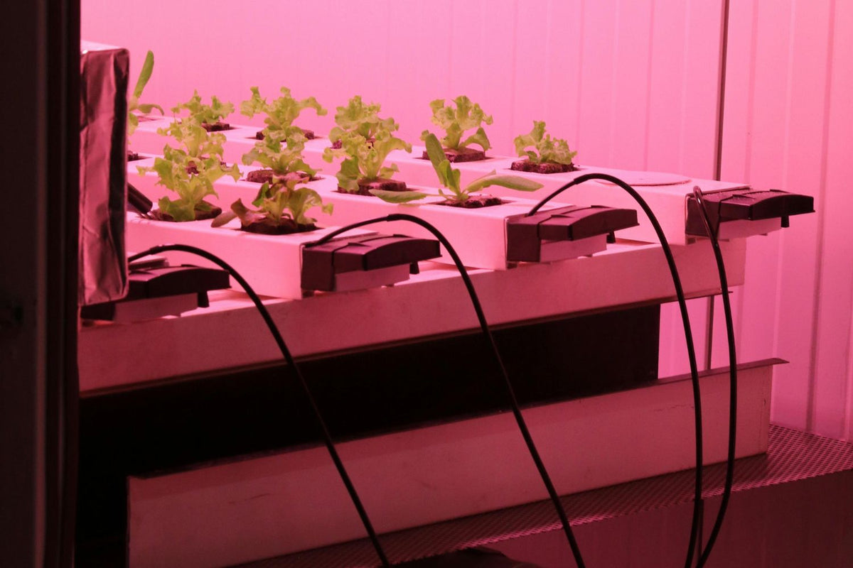 How Grow Lights Work: Light Spectrum, Types & Best Practices – Epic ...