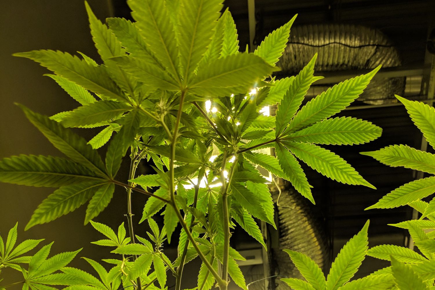 grow zelt für 3 pflanzen Melko Growbox Growzelt 40x40x160 cm Set mit 3-in-1 Messgerät lichtdicht shipping_oversize2_F XL-Pop-Up-Strandmuschel – Strandzelt für Size:380