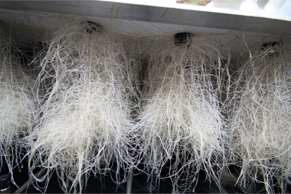 How to Prevent Root Rot in Hydroponics (And Keep It From Coming Back ...