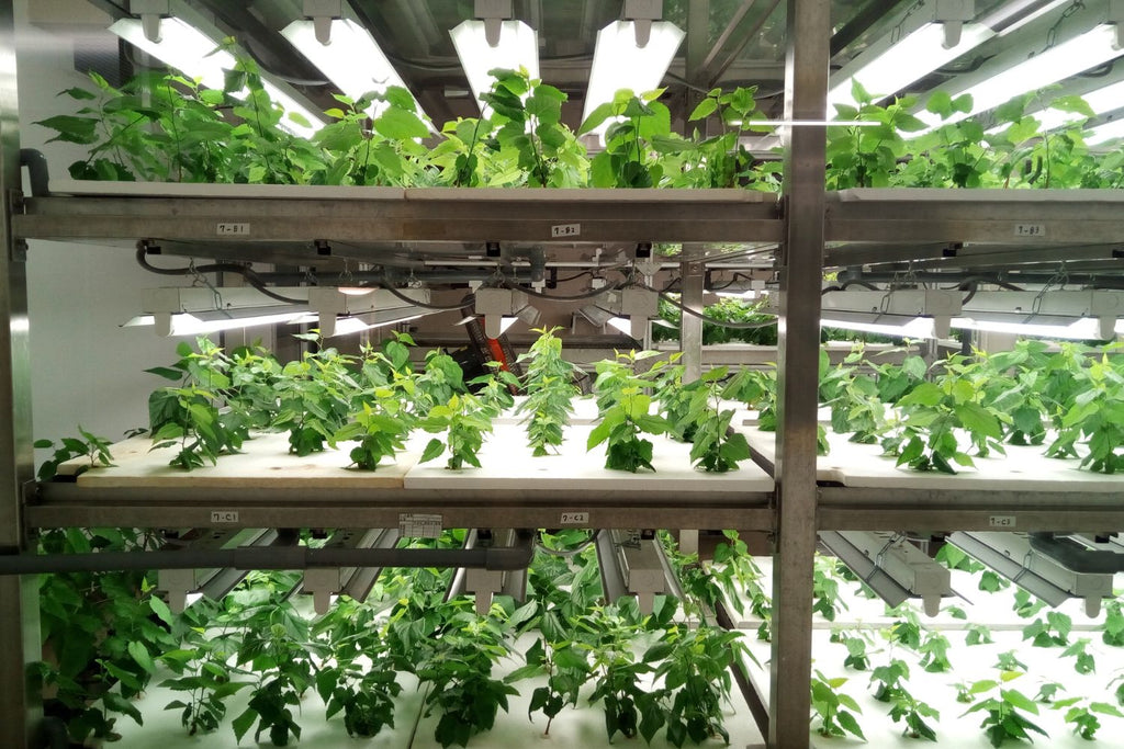 Understanding EC In Hydroponic Systems | Epic Agriculture