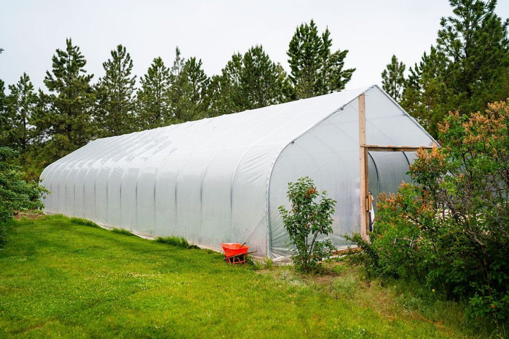 What Is a High Tunnel Greenhouse? Everything You Need to Know
